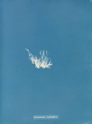 Anna Atkins - Schizonema implicatum.webp