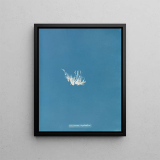 Anna Atkins - Schizonema implicatum.webp