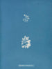 Schizonema le plus ramifié - Anna Atkins — Ansicht des Kunstwerks
