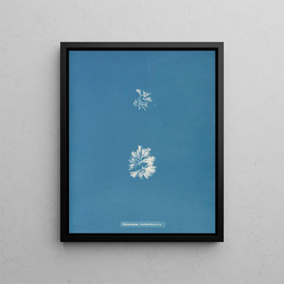 Anna Atkins - Schizonema ramosissimum.webp