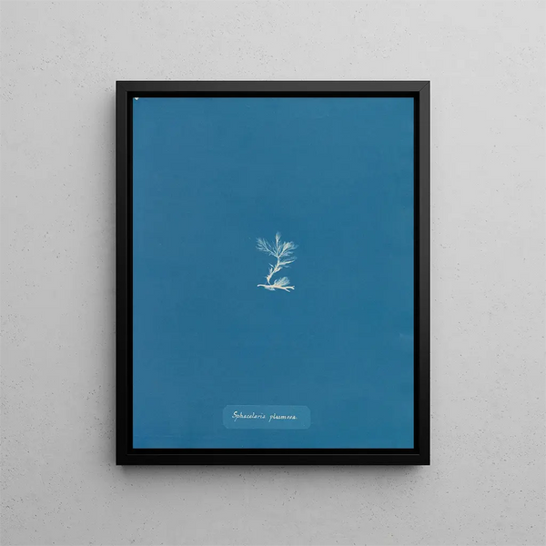 Anna Atkins - Sphacelaria plumosa.webp