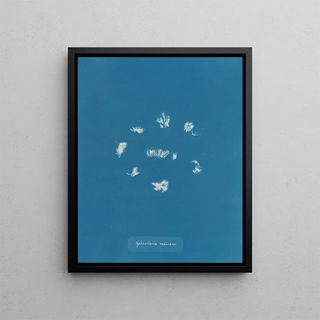 Anna Atkins - Sphacelaria radicans.webp