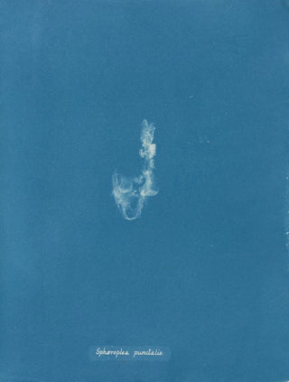 Anna Atkins - Sphaeroplea punctalis.webp