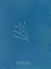 Sporochnus cabrer - Anna Atkins — Ansicht des Kunstwerks