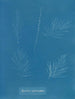 Sporochnus pedunculatus - Anna Atkins — Ansicht des Kunstwerks