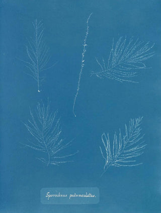 Anna Atkins - Sporochnus pedunculatus.webp