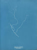 Sporochnus rhizodes - Anna Atkins — Ansicht des Kunstwerks