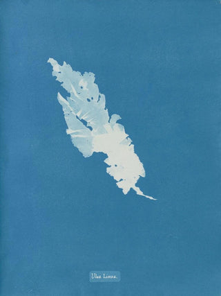 Anna Atkins - Ulva Linza.webp