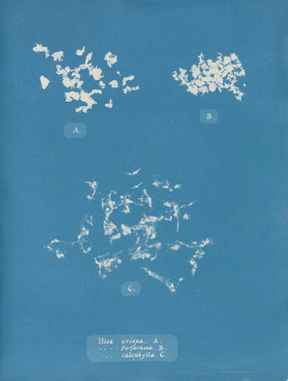 Anna Atkins - Ulva crispa A.webp