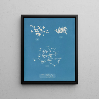 Anna Atkins - Ulva crispa A.webp