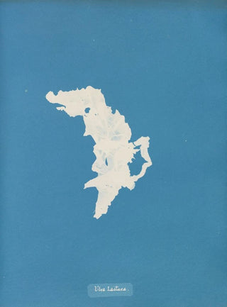 Anna Atkins - Ulva lactuca.webp