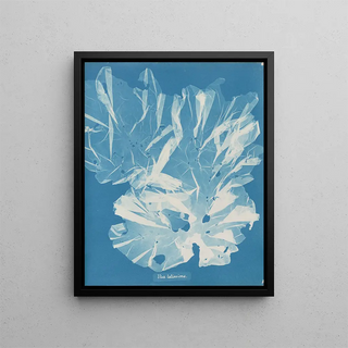 Anna Atkins - Ulva latissima.webp