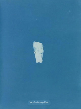 Anna Atkins - Vaucheria caespitosa.webp