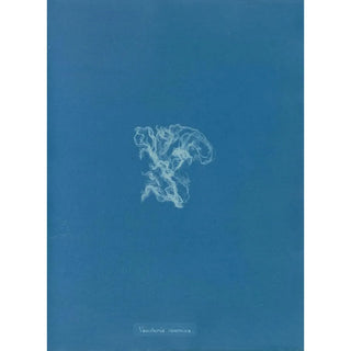 Anna Atkins - Vaucheria racemosa.webp
