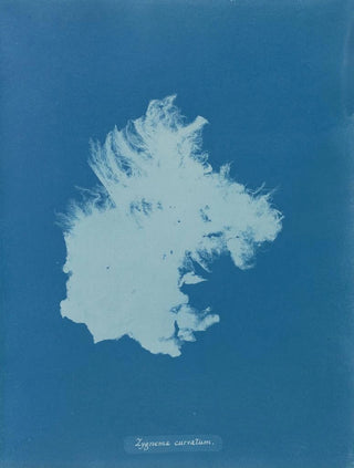 Anna Atkins - Zygnema curvatum.webp