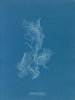 Zygnema brillant - Anna Atkins — Ansicht des Kunstwerks