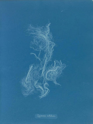 Anna Atkins - Zygnema nitidum.webp