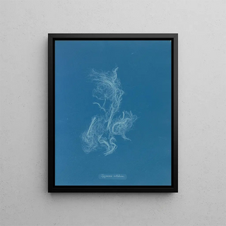 Anna Atkins - Zygnema nitidum.webp
