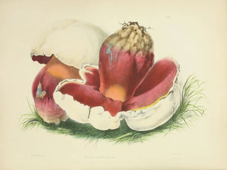 Illustrationen der britischen Mykologie Pl07 - Anna Maria Hussey — Ansicht des Kunstwerks