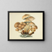 British Mycology Illustrations Pl08 - Anna Maria Hussey — gerahmtes Bild an der Wand