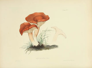 Illustrationen der britischen Mykologie Pl15 - Anna Maria Hussey — Ansicht des Kunstwerks