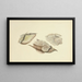 Illustrationen der britischen Mykologie Pl28 - Anna Maria Hussey — gerahmtes Bild an der Wand