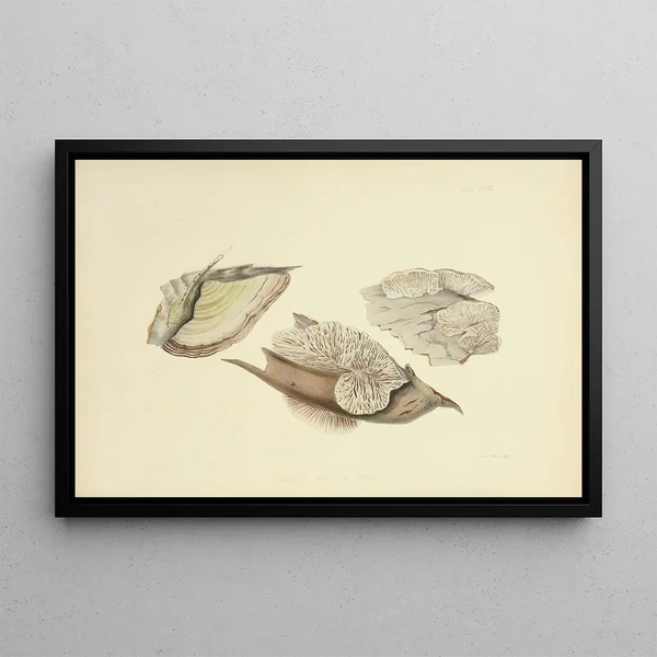 Anna Maria Hussey - Illustrations of British mycology Pl28.webp
