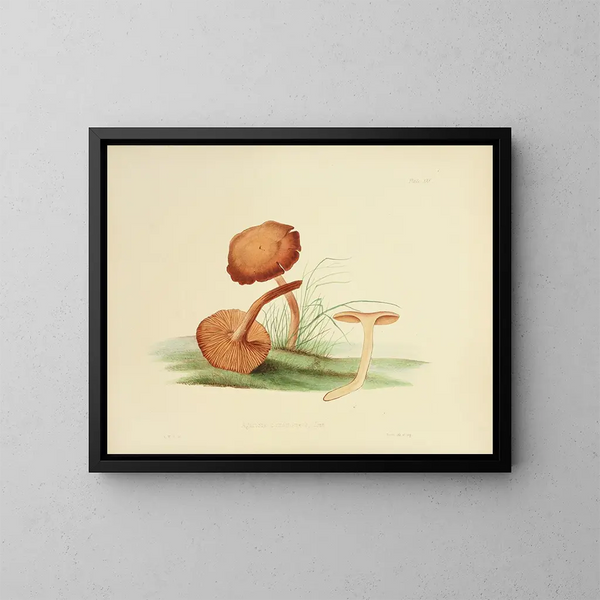 Illustrationen der britischen Mykologie Pl30 - Anna Maria Hussey — gerahmtes Bild an der Wand