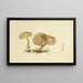 Illustrationen der britischen Mykologie Pl34 - Anna Maria Hussey — gerahmtes Bild an der Wand
