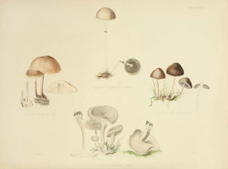 Illustrationen der britischen Mykologie Pl39 - Anna Maria Hussey — Ansicht des Kunstwerks