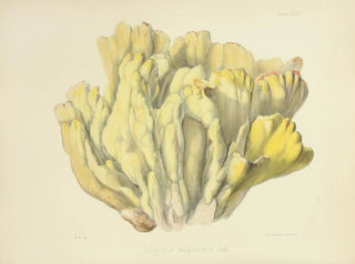 Illustrationen der britischen Mykologie Pl46 - Anna Maria Hussey — Ansicht des Kunstwerks