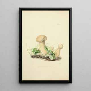 Anna Maria Hussey - Illustrations of British mycology Pl54.webp
