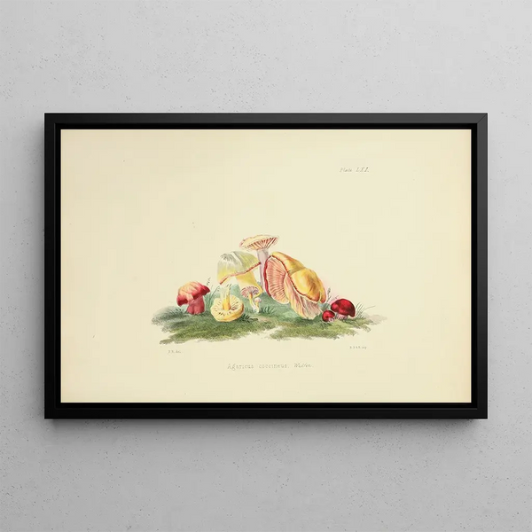 Anna Maria Hussey - Illustrations of British mycology Pl61.webp