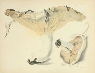 Illustrationen der britischen Mykologie Pl63 - Anna Maria Hussey — Ansicht des Kunstwerks