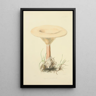 Anna Maria Hussey - Illustrations of British mycology Pl66.webp