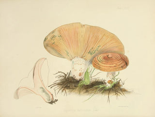 Illustrationen der britischen Mykologie Pl67 - Anna Maria Hussey — Ansicht des Kunstwerks