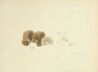 Illustrationen der britischen Mykologie Pl74 - Anna Maria Hussey — Ansicht des Kunstwerks