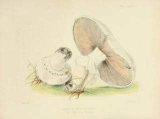 Illustrationen der britischen Mykologie Pl76 - Anna Maria Hussey — Ansicht des Kunstwerks