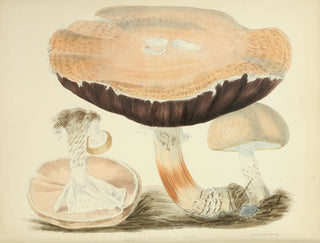 Illustrationen der britischen Mykologie Pl77 - Anna Maria Hussey — Ansicht des Kunstwerks
