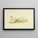 Illustrationen der britischen Mykologie Pl78 - Anna Maria Hussey — gerahmtes Bild an der Wand