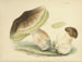 Illustrationen der britischen Mykologie Pl81 - Anna Maria Hussey — Ansicht des Kunstwerks