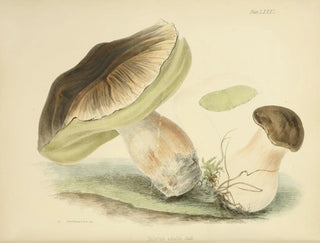 Illustrationen der britischen Mykologie Pl81 - Anna Maria Hussey — Ansicht des Kunstwerks