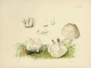 Illustrationen der britischen Mykologie Pl83 - Anna Maria Hussey — Ansicht des Kunstwerks