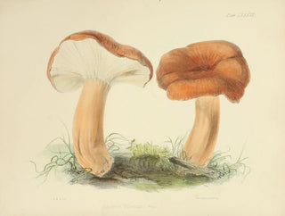 Illustrationen der britischen Mykologie Pl87 - Anna Maria Hussey — Ansicht des Kunstwerks