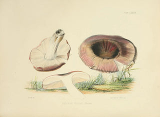 Illustrationen der britischen Mykologie Pl89 - Anna Maria Hussey — Ansicht des Kunstwerks