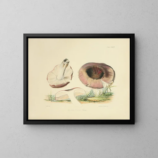 Illustrationen der britischen Mykologie Pl89 - Anna Maria Hussey — gerahmtes Bild an der Wand