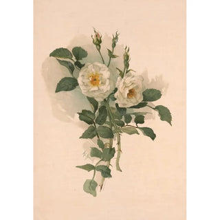 Annie Nowell - White roses on satin.webp