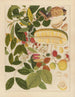 Chinesisches Obst-Aquarell-Album Gemälde Pl01 - Anonym — Ansicht des Kunstwerks