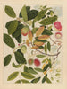 Chinesisches Obst-Aquarell-Album Gemälde Pl06 - Anonym — Ansicht des Kunstwerks