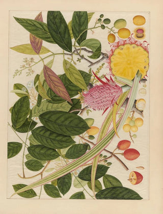 Anonymous - Album of Chinese watercolors of Asian fruits Pl08.webp